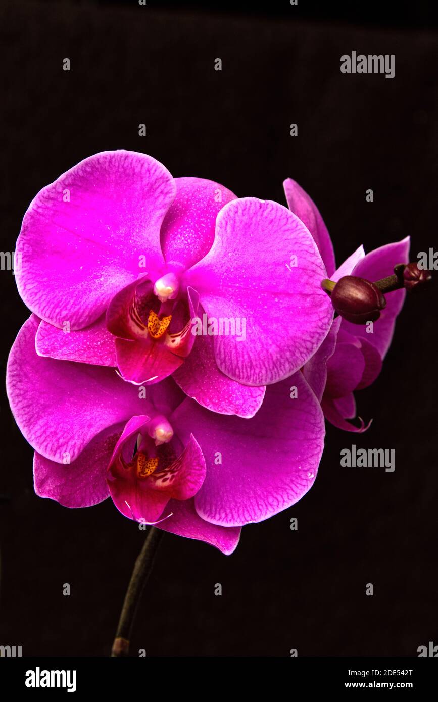 Purple Phalaenopsis Moth Orchid Flowers Stock Photo Alamy