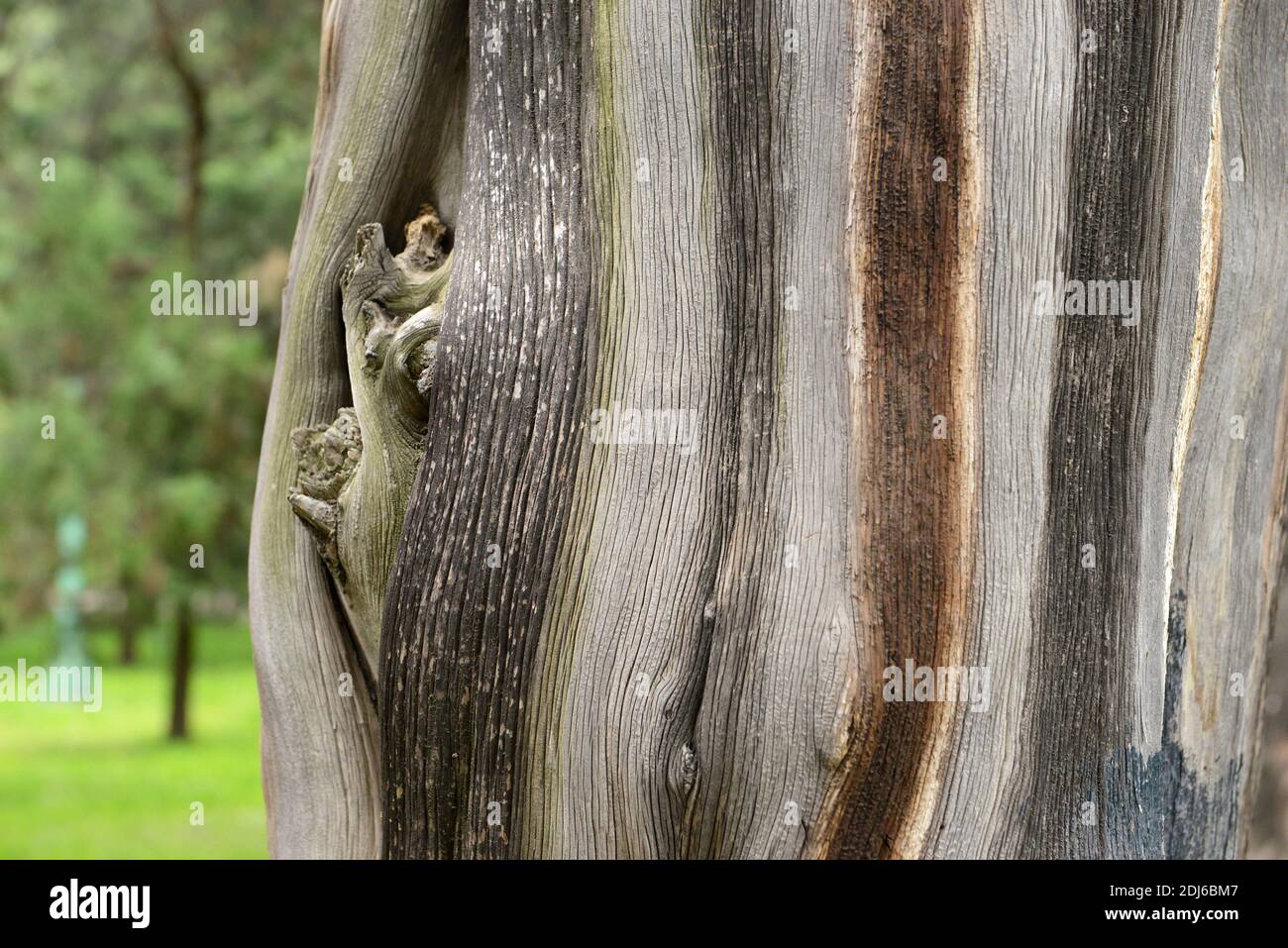 A Very Lined Trunk Of An Ancient Pine Tree In Tiantan Park In Central