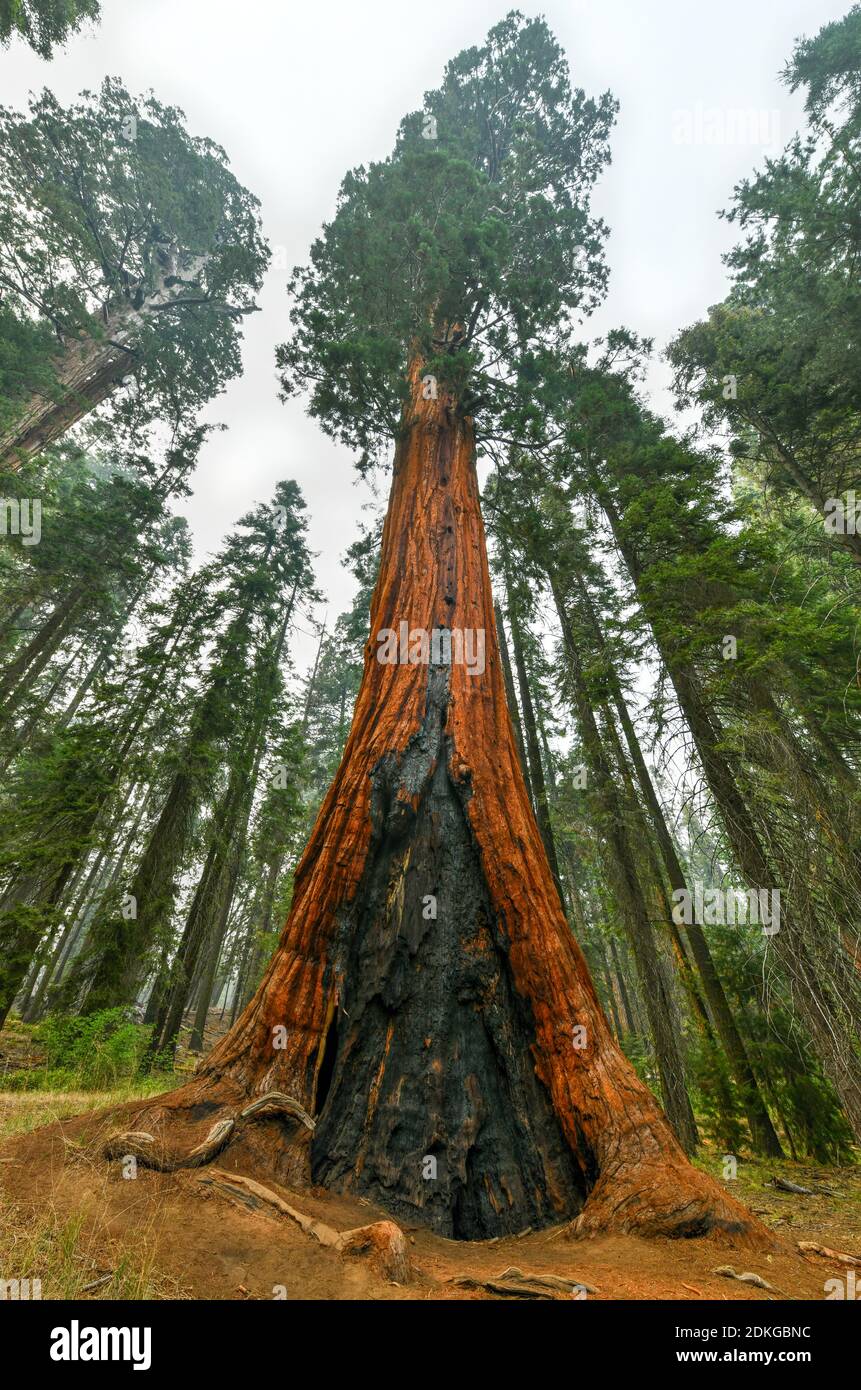 Big Trees Trail In Sequoia National Park Where Are The Biggest Trees Of