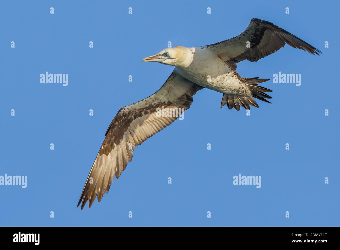 Jan Van Gent Northern Gannet Sula Bassana Morus Bassanus Stock Photo