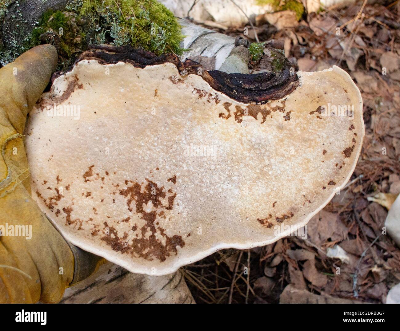 Fomitopsis Pinicola Complex The Underside Of A Red Belt Conk Mushroom