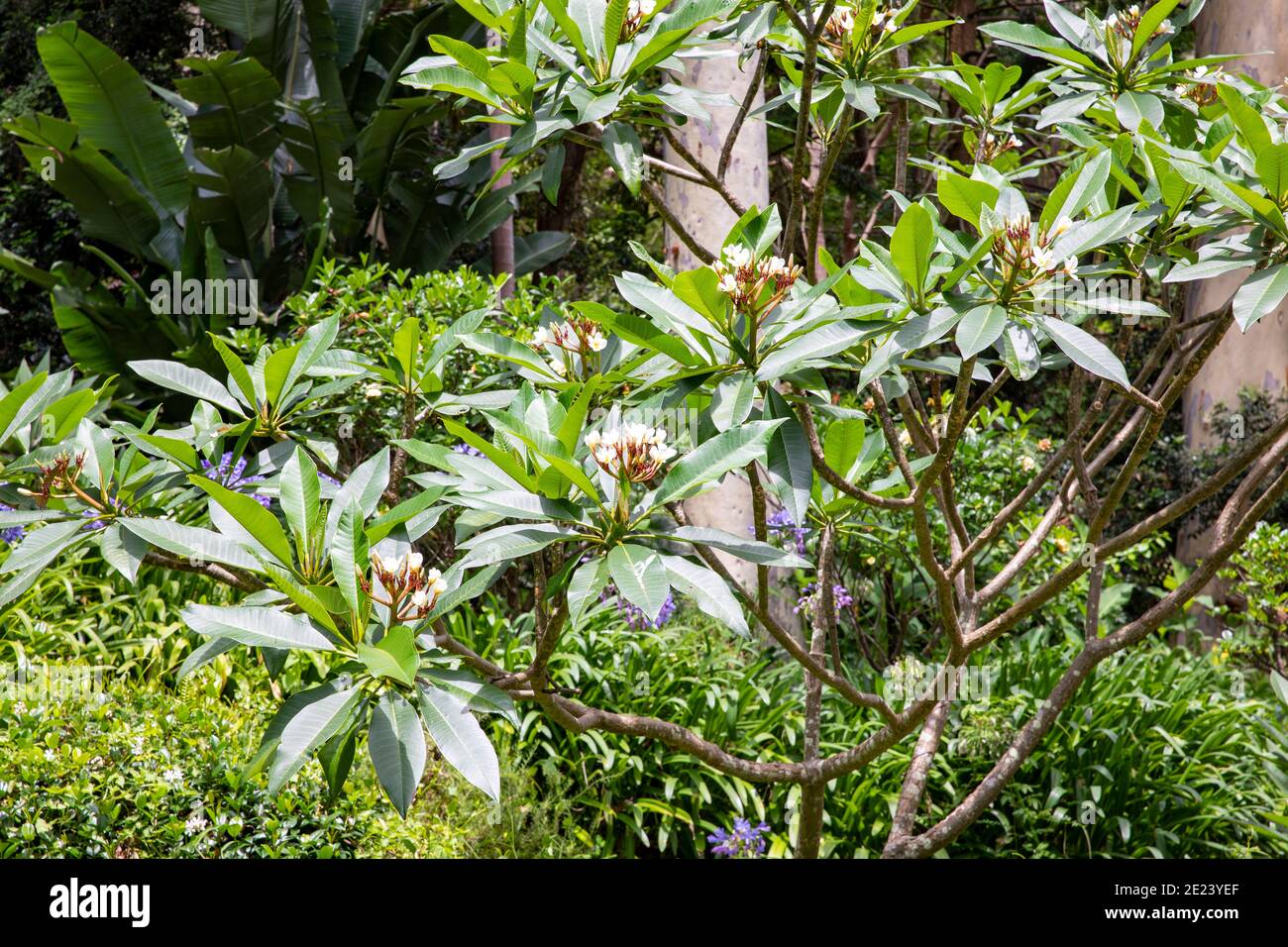 Frangipani Tree Plumeria Flowering On A Sunny Sydney Day NSW Australia