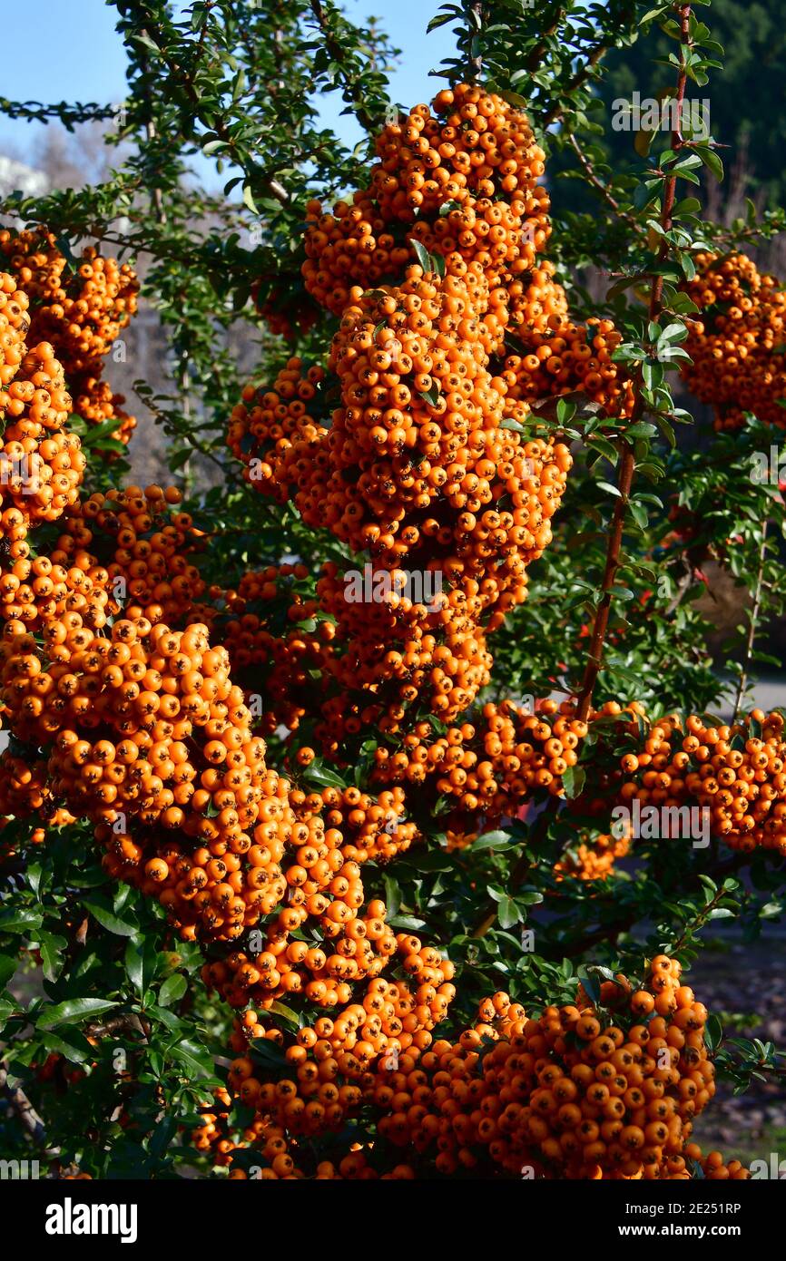 scarlet firethorn red firethorn Mittelmeer Feuerdorn Europäischer