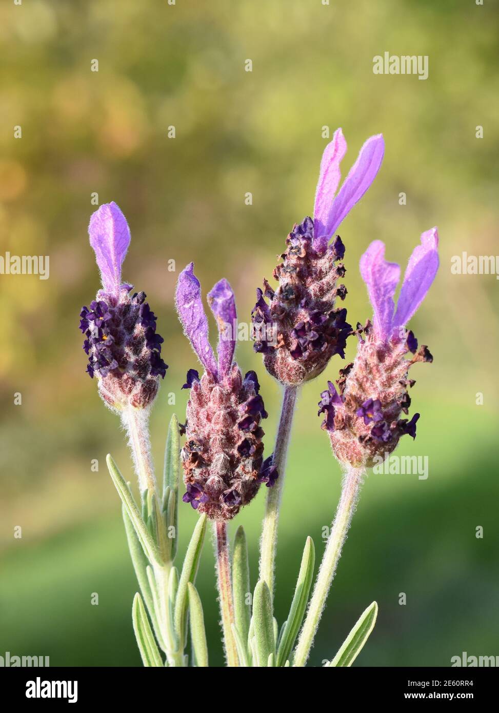 Lavandula Angustifolia Garden Hi Res Stock Photography And Images Alamy