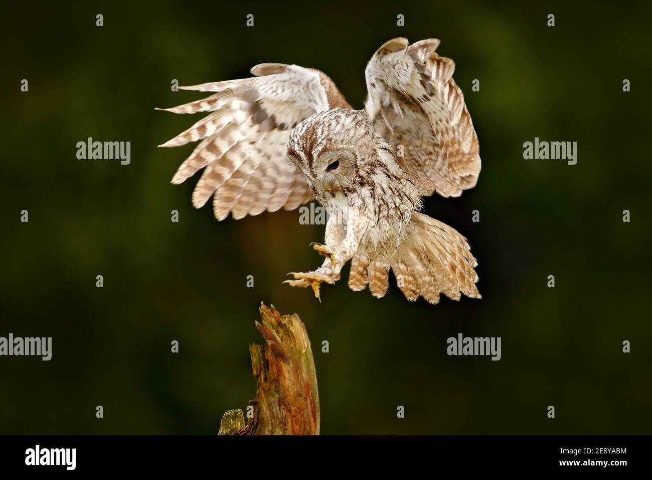 Flying Eurasian Tawny Owl Strix Aluco With Nice Green Blurred Forest