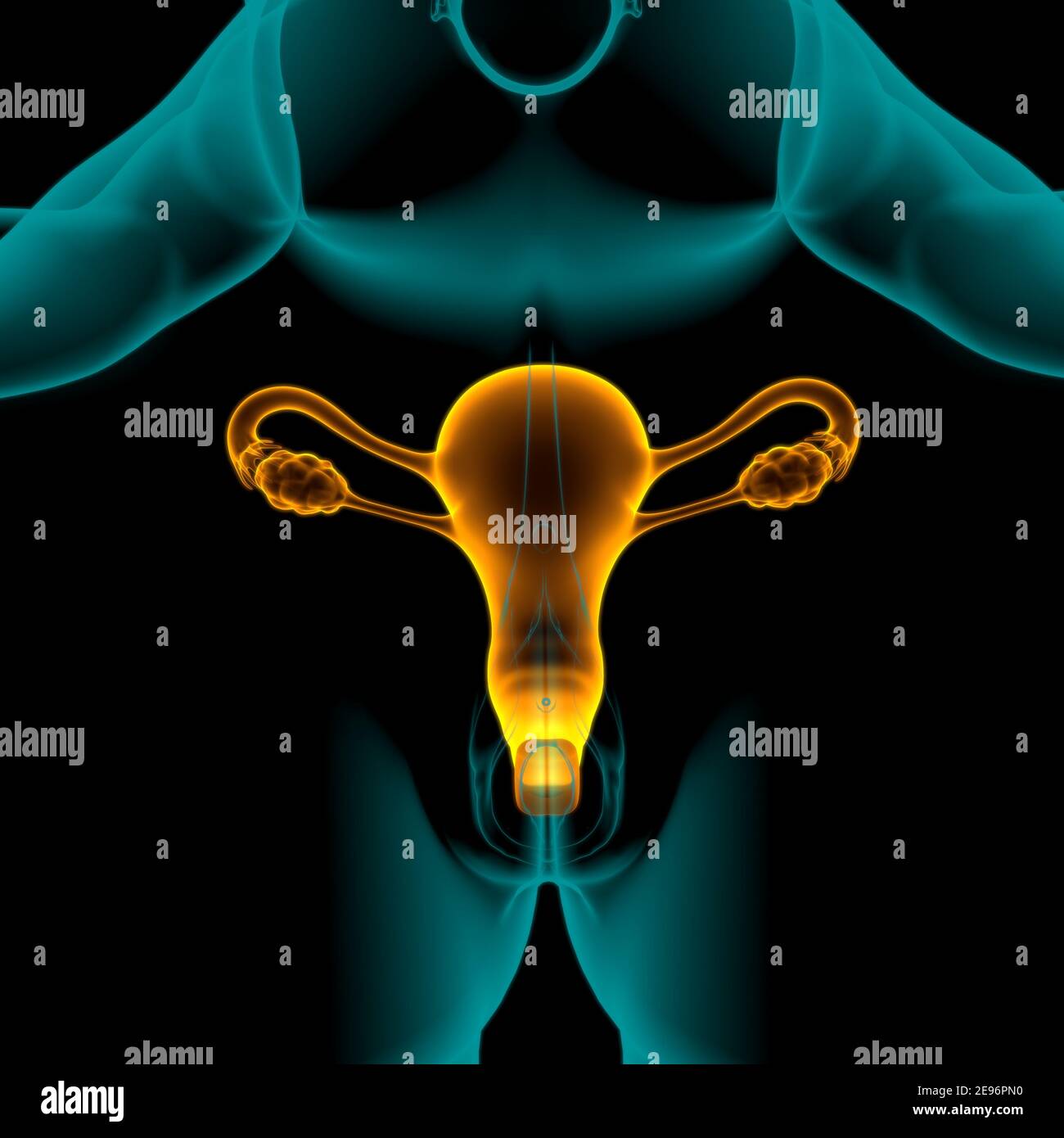 Female Reproductive System Anatomy For Medical Concept D Illustration