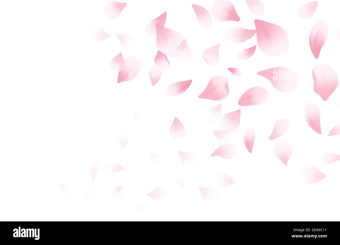 Falling Pink Sakura Petals On Transparent Background Realistic Vector