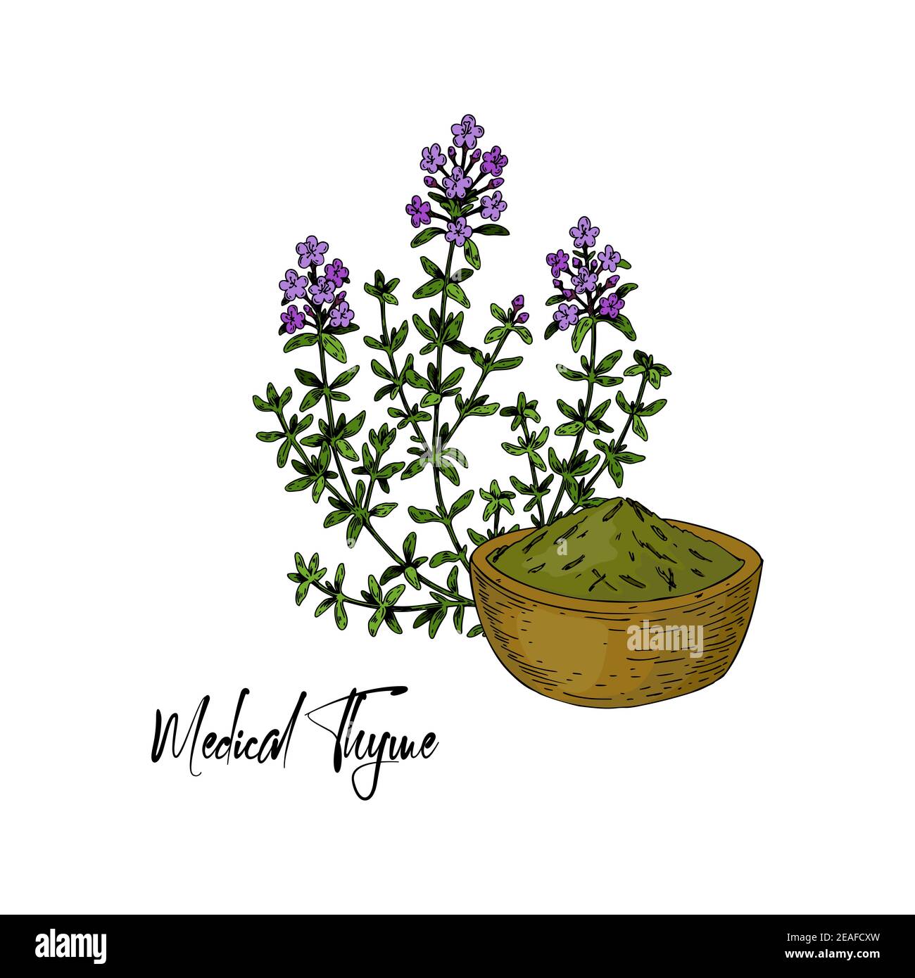 Hand Drawn Medical Thyme Branch With The Bowl With Dried Herbs Isolated