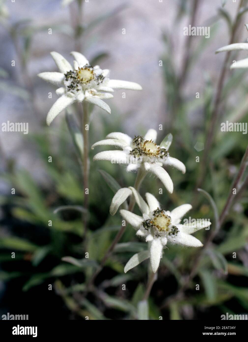 Edelweiss Leontopodium Nivale Stock Photo Alamy