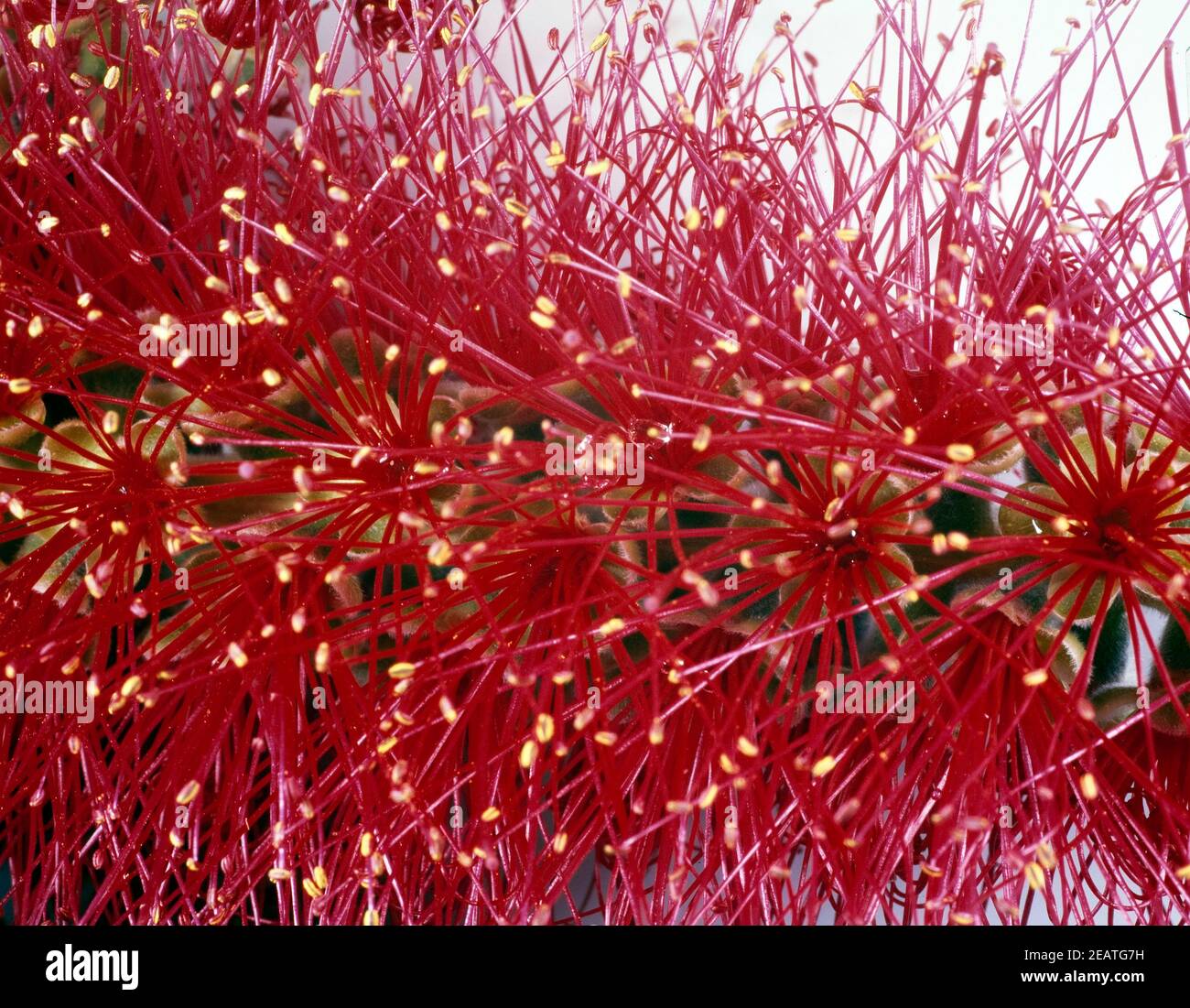 Zylinderputzer Callistemom Citrinus Stock Photo Alamy