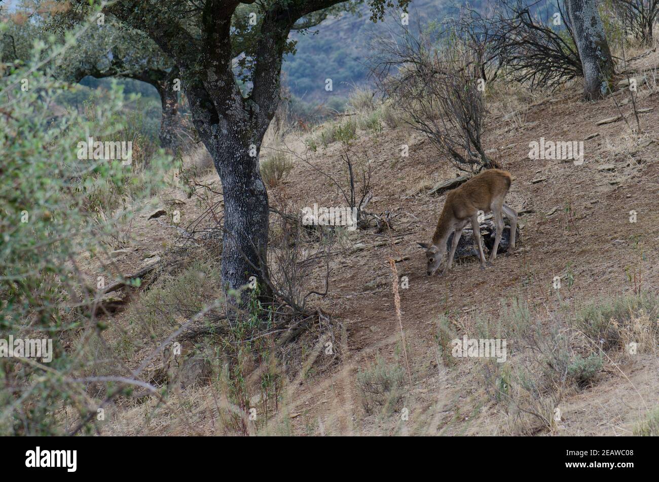 Spanish Red Deer Stock Photo Alamy