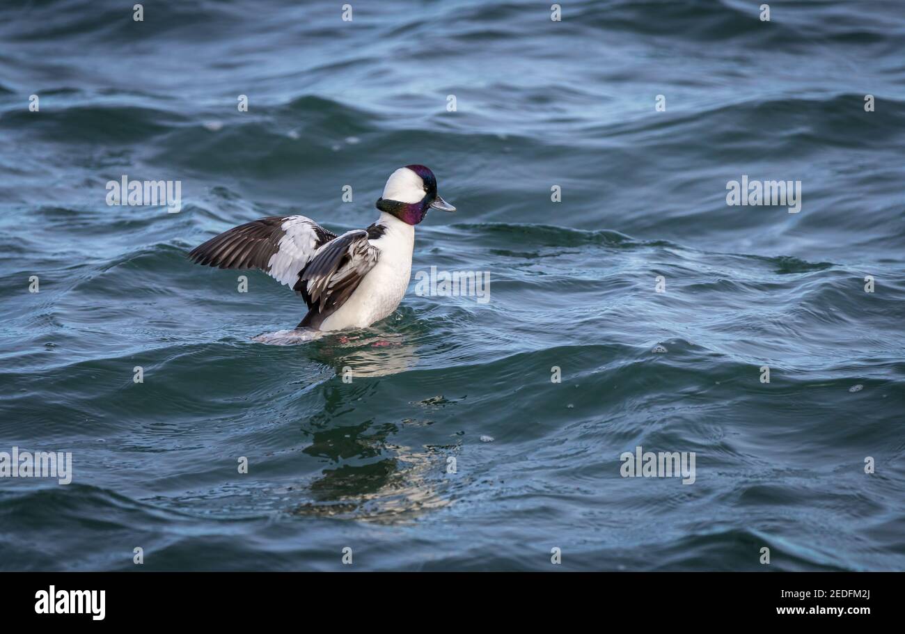 A Male Bufflehead Diving Duck Bucephala Albeola Fly S Off The Water