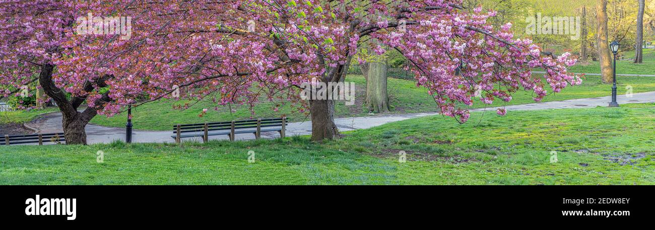 Flowering Japanese Cherry Tree In Early Spring In Central Park New