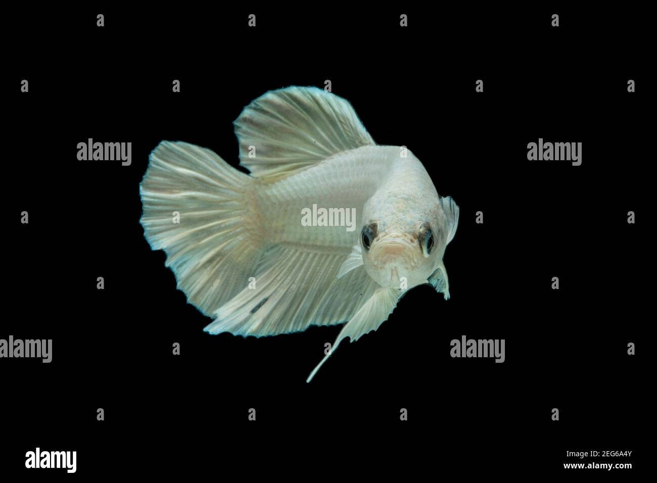 White Platinum Betta Fish Siamese Fighting Fish Betta Splendens On