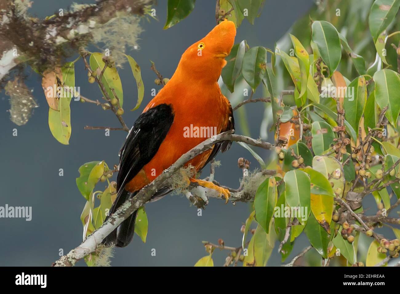 Male Andean Cock Of The Rock Rupicola Peruvianus Peruvian National