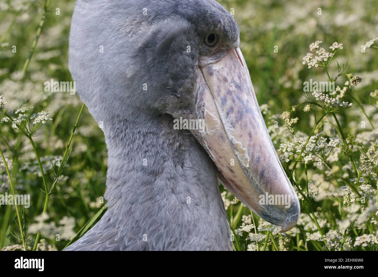 African Shoebill Balaeniceps Rex Also Known As Whalehead Is A Very