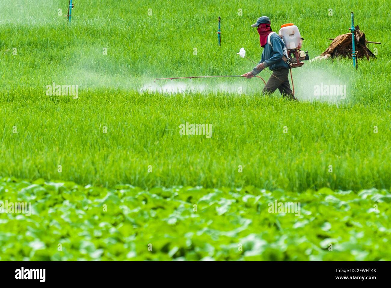 Farmer Spraying Pesticide On Terrace Rice Fields Stock Photo Alamy