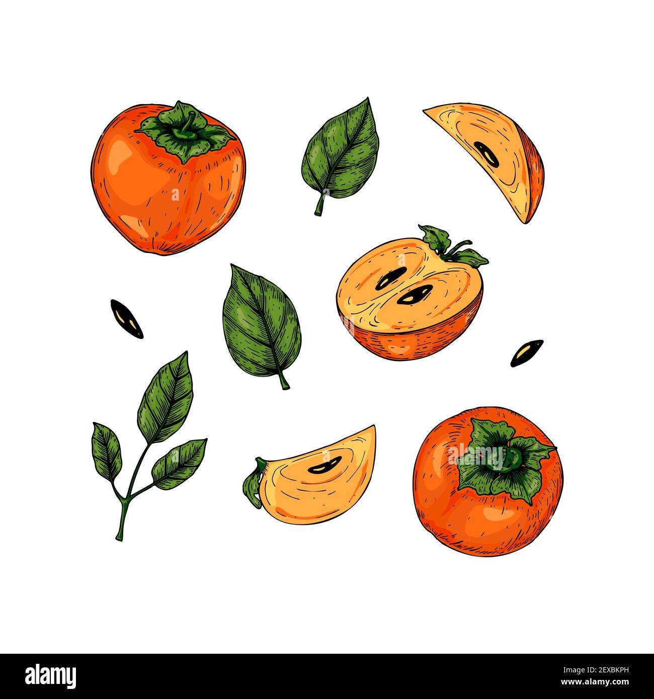 Set Of Hand Drawn Persimmon Fruit And Leaves Isolated On White