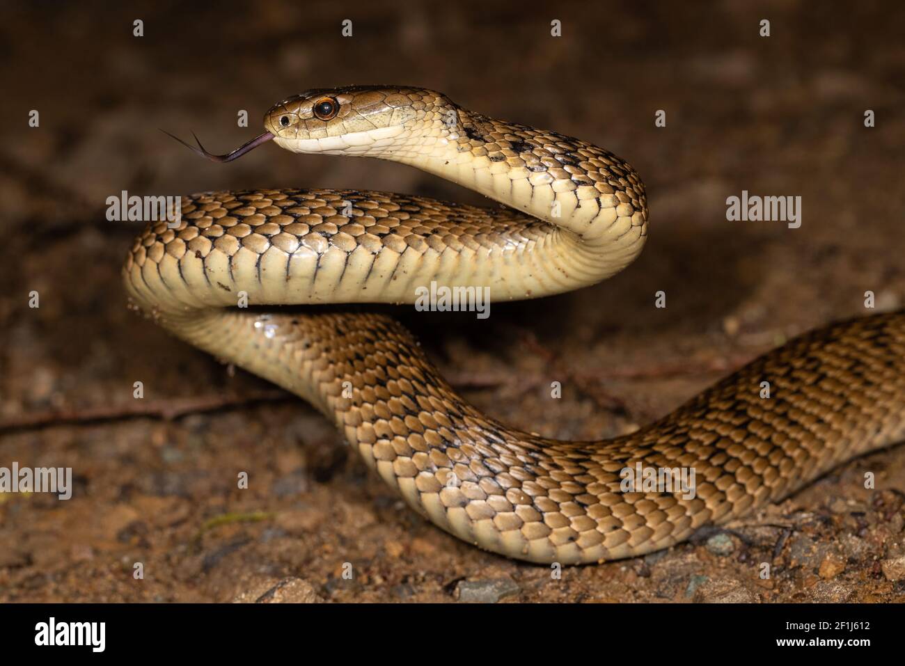 Rough Scaled Snake In Striking Position Stock Photo Alamy