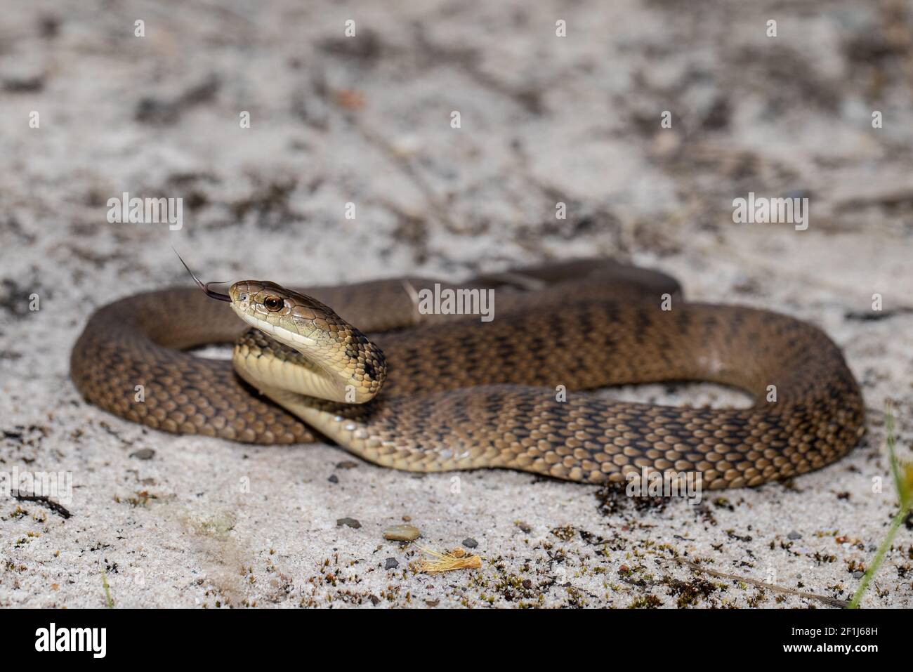 Rough Scaled Snake In Striking Position Stock Photo Alamy