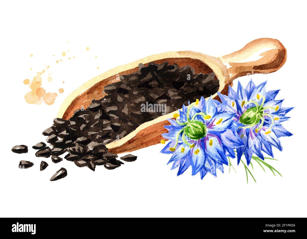 Nigella Sativa Or Fennel Flower Nutmeg Flower Roman Coriander Black