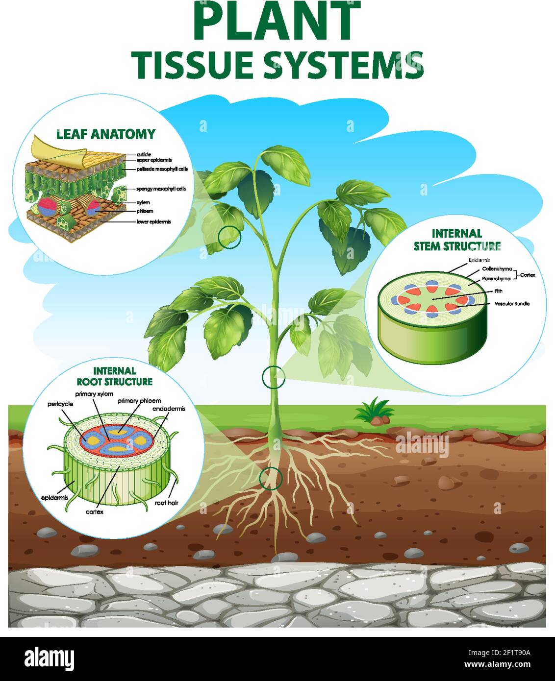 Diagram Showing Plant Tissue Systems Illustration Stock Vector Image