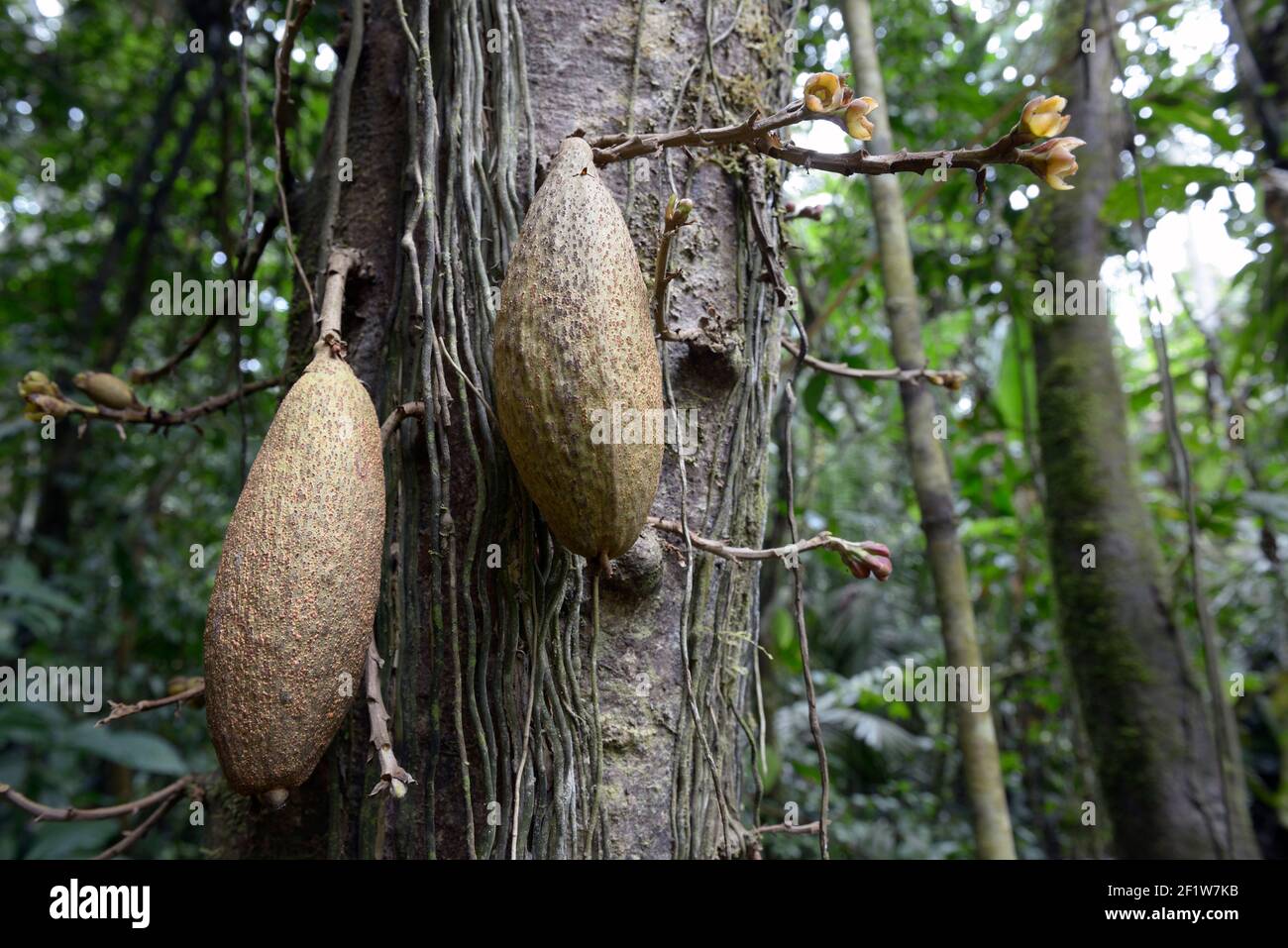 La Selva Amazon Ecolodge Orellana Ecuador Stock Photo Alamy