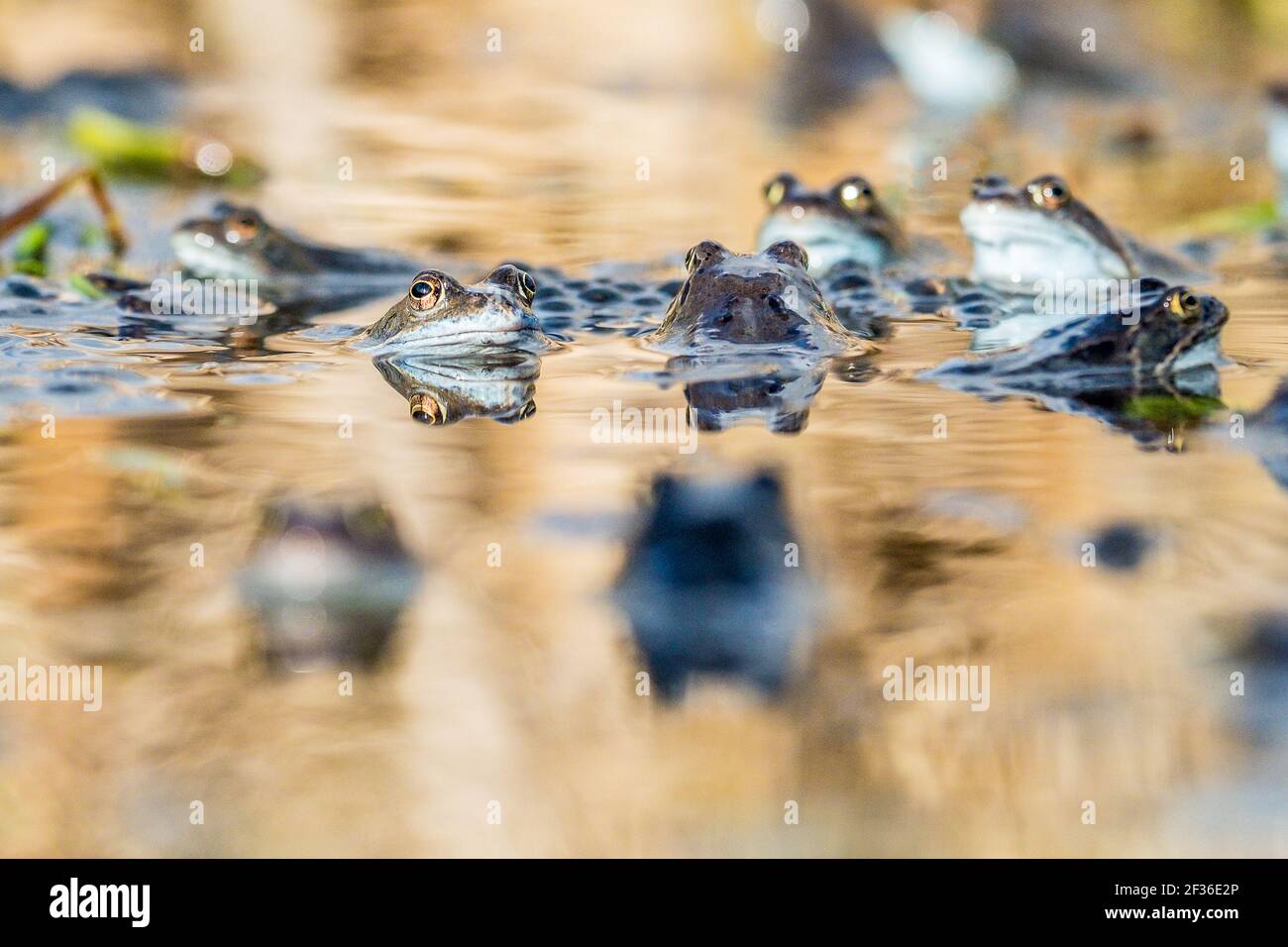 Common Frogs Rana Temporaria And Frogspawn In A Derbyshire Pond At