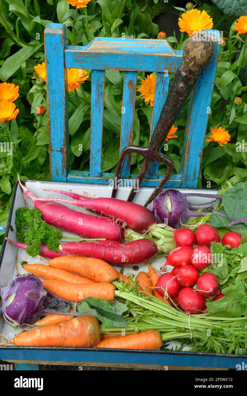 Carrots Daucus Carota Radishes Raphanus Sativus Var Sativus