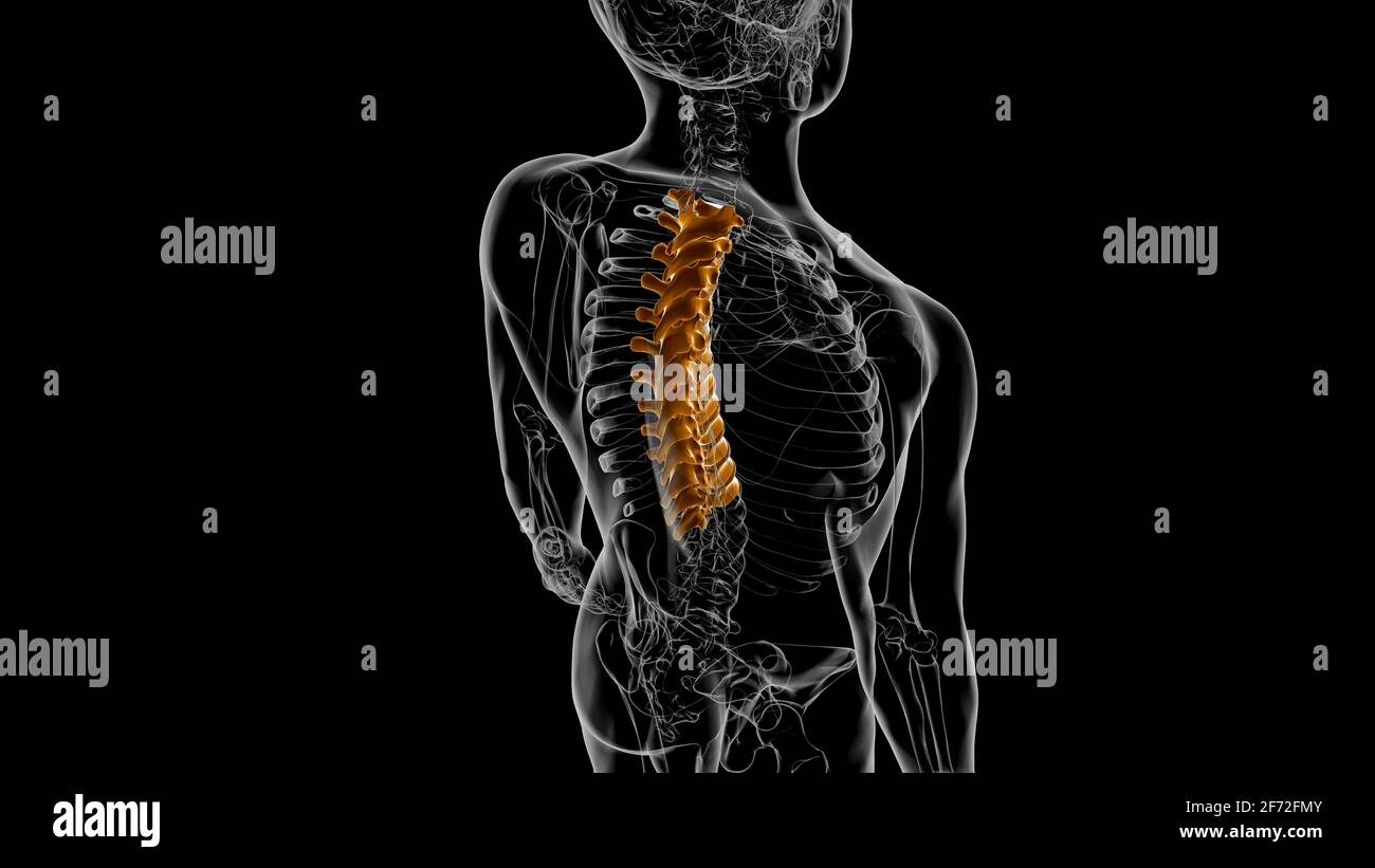 Human Skeleton Vertebral Column Thoracic Vertebrae Anatomy 3D