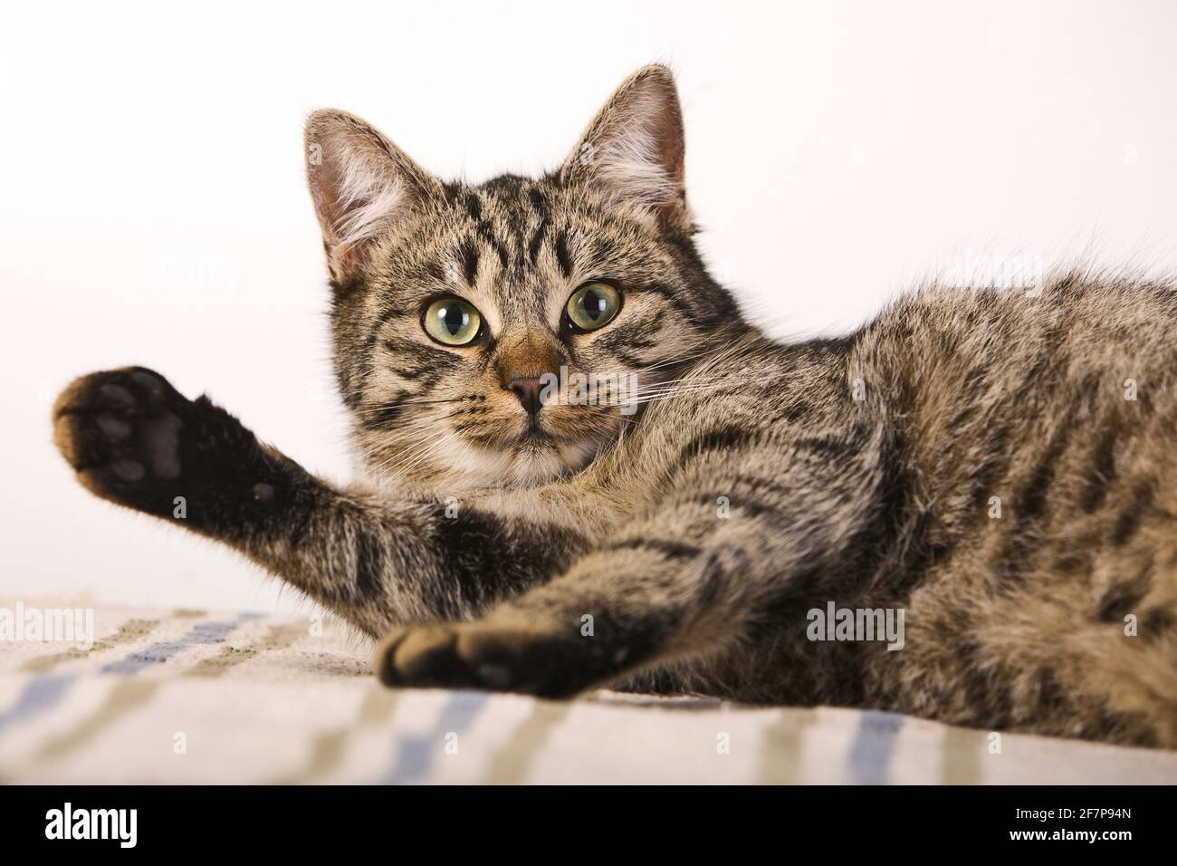 Domestic Tabby Cat Hi Res Stock Photography And Images Alamy