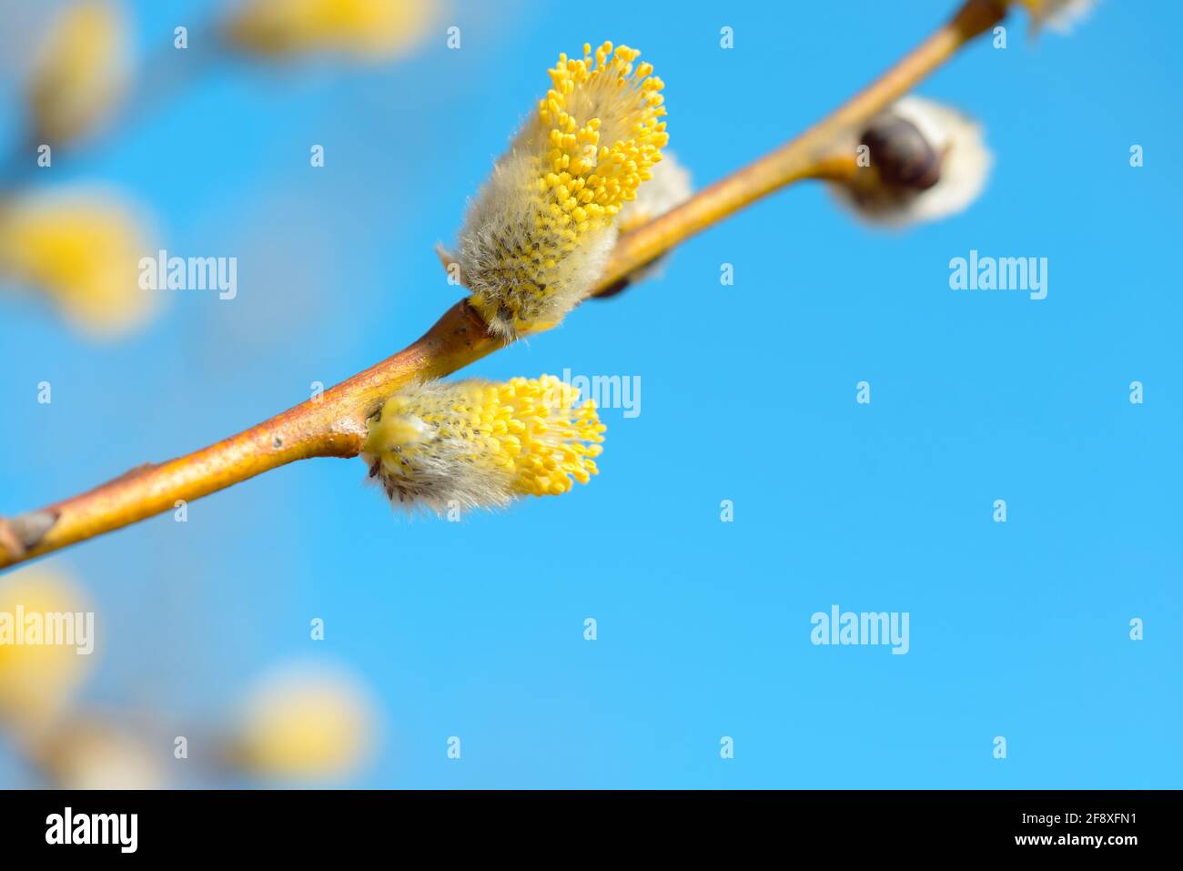 Beautiful Pussy Willow Buds Flowers And Branches Seasonal Forest