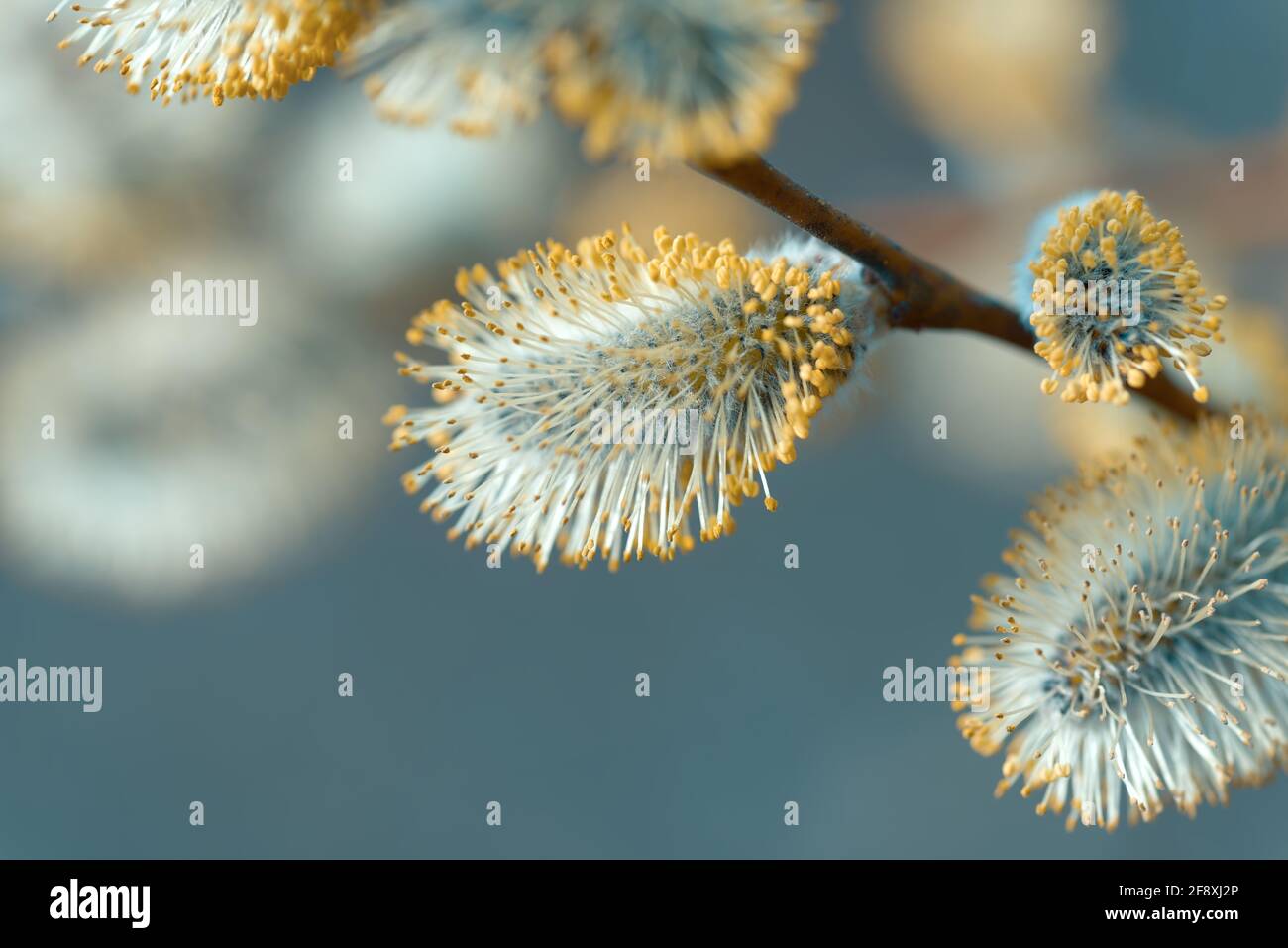 Beautiful Pussy Willow Buds Flowers And Branches Seasonal Forest