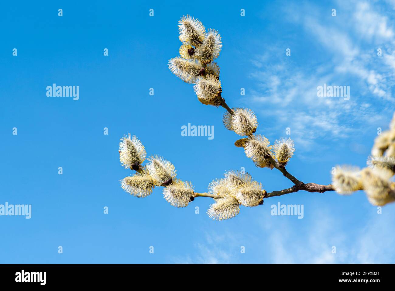 Blooming Pussy Willow Against Blue Sky Spring Nature Background Stock