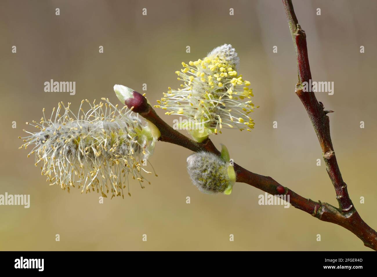 Goat Willow Or Pussy Willow Salix Caprea Male Catkins Stock Photo