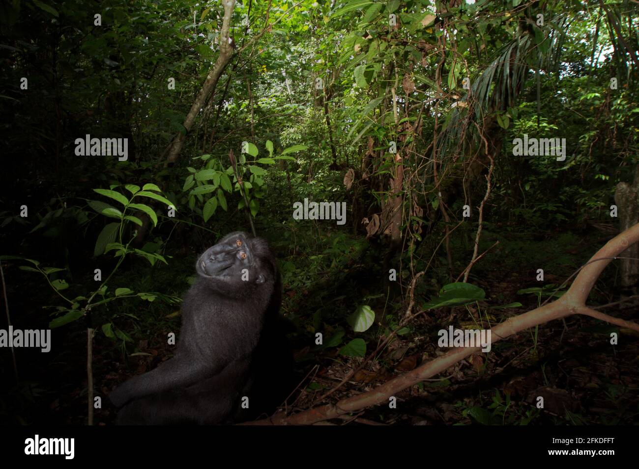 A Sulawesi Crested Black Macaque Macaca Nigra In Tangkoko Batuangus