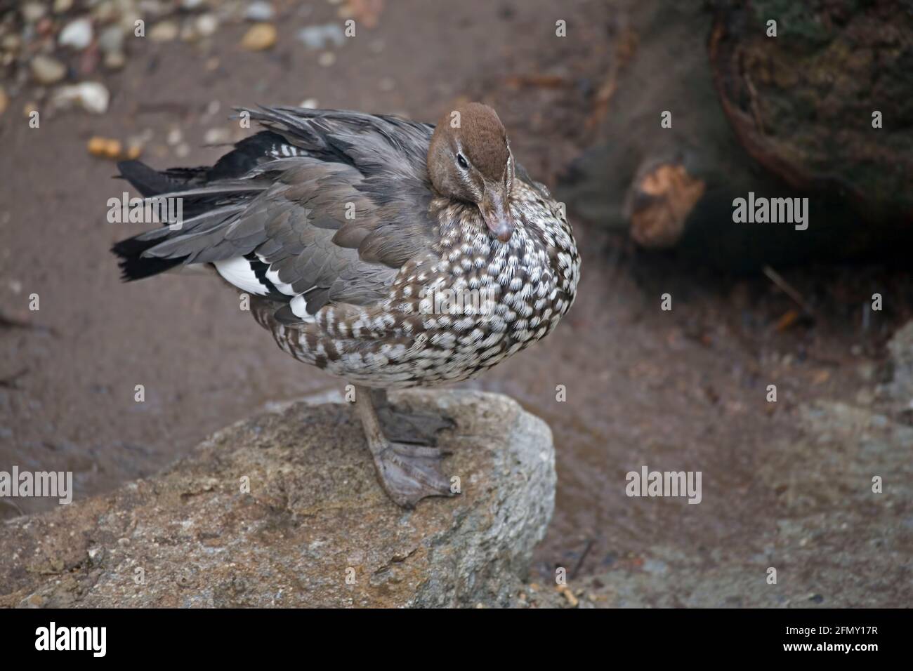 A Female Australian Wood Duck Or Maned Duck Chenonetta Jubata Close