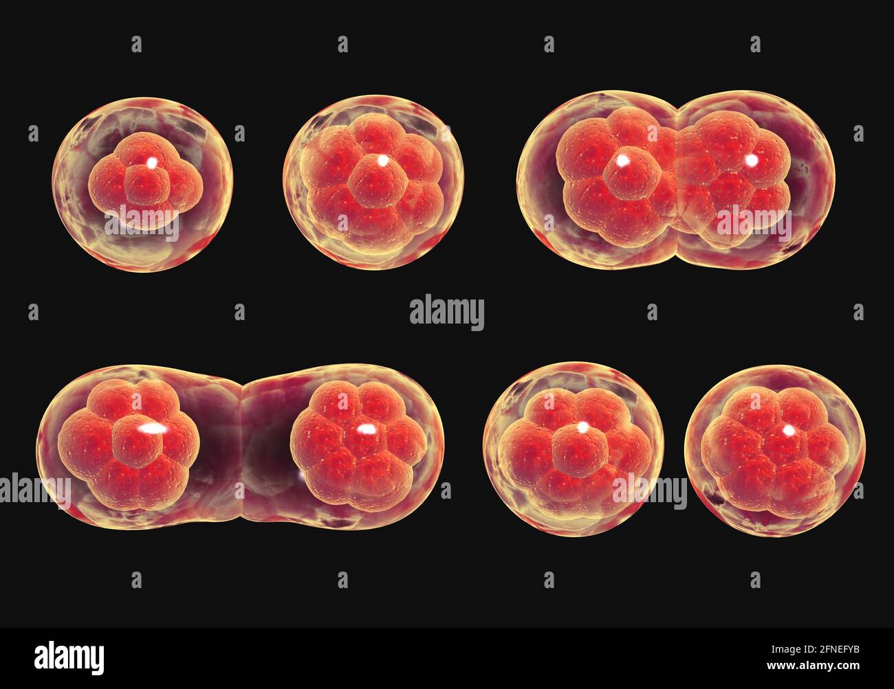 Zygote Dividing Hi Res Stock Photography And Images Alamy