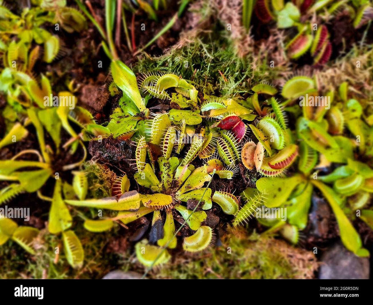 Details With Venus Flytraps Dionaea Muscipula Carnivorous Plants