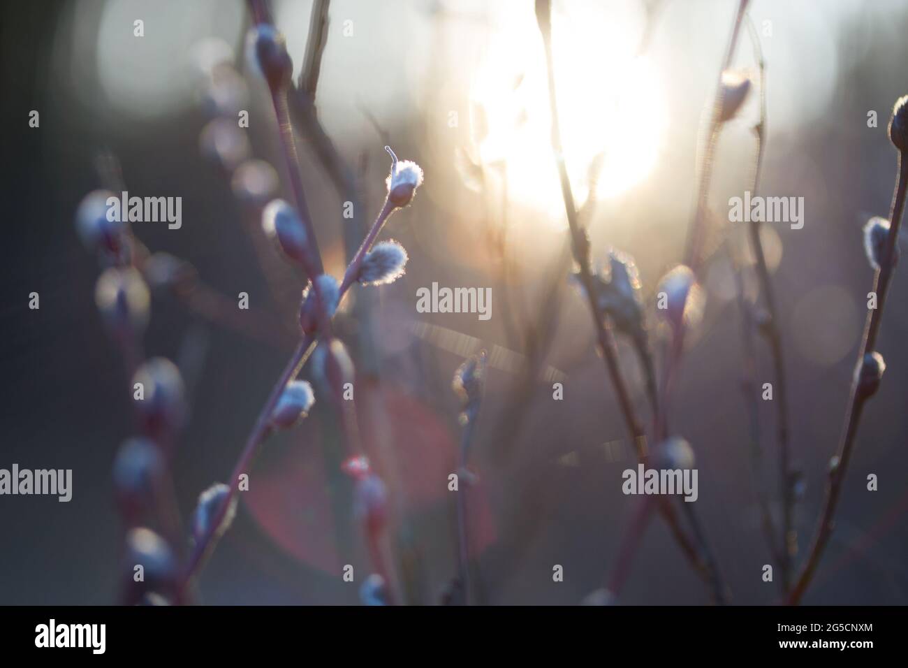 Natural Spring Background With Pussy Willow Branches Toned Image Stock