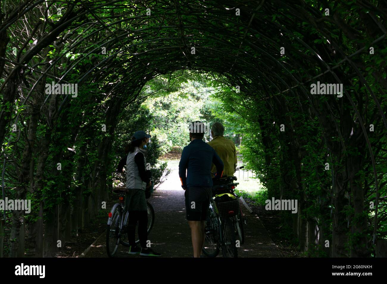 Green Tunnel Passage Made Of Overgrown Plants And Green Leaves Arched