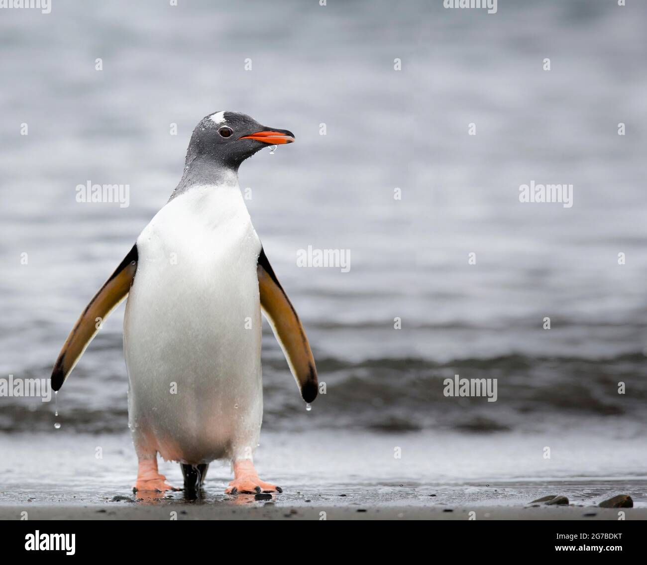 Eine Pinguin Kolonie In De Schoene Pinguine In Der Naehe Des Wassers