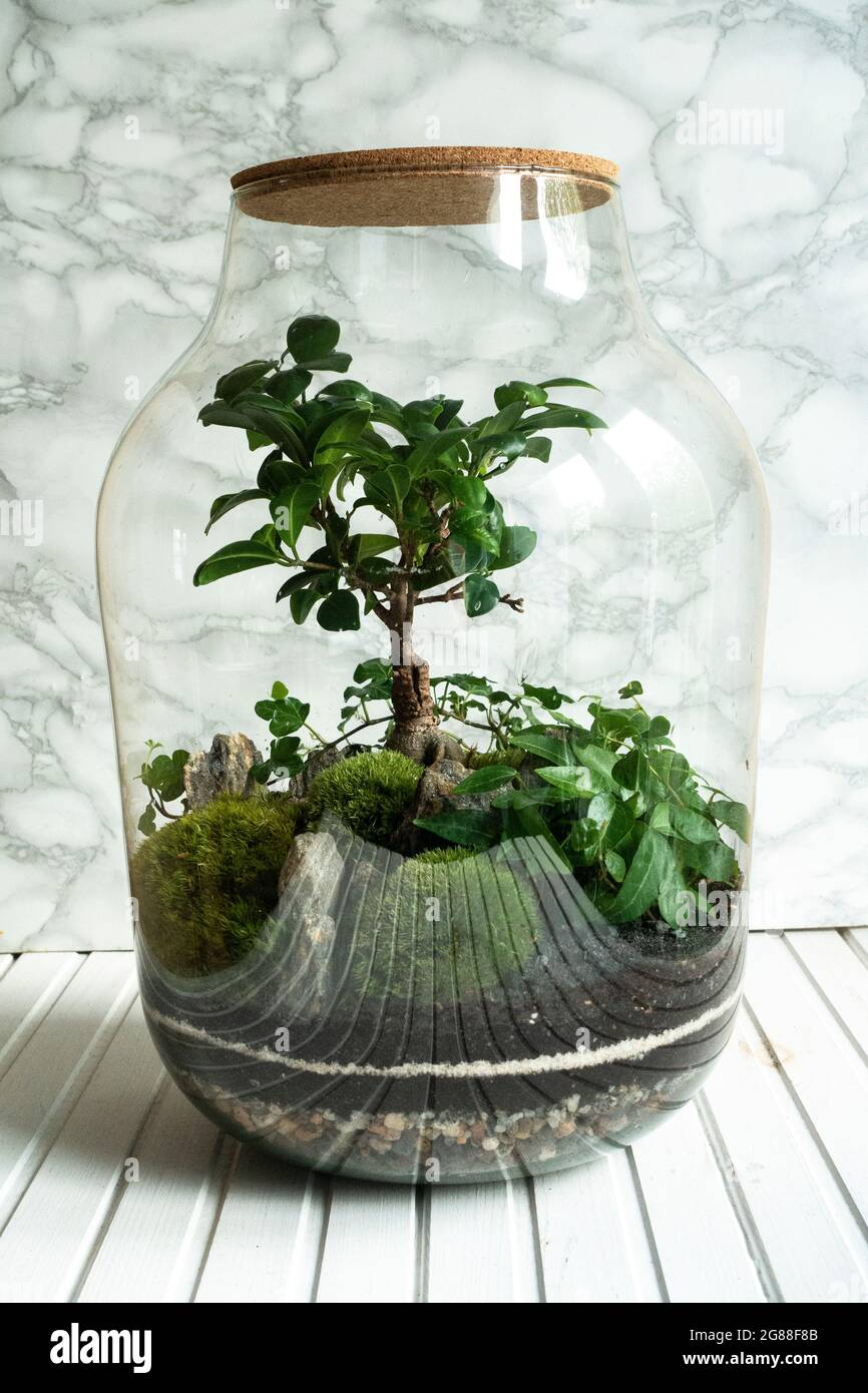 Decoration Plants In A Glass Bottle Self Sustaining Ecosystem