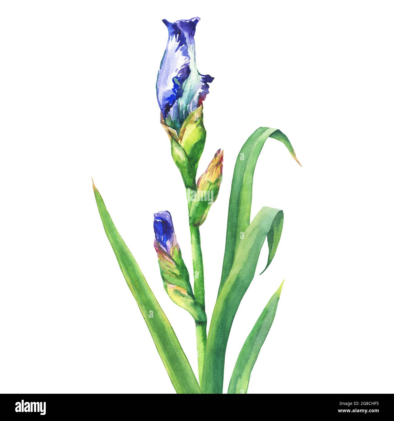 The Branch Flowering Blue Iris With Bud Watercolor Hand Drawn Painting