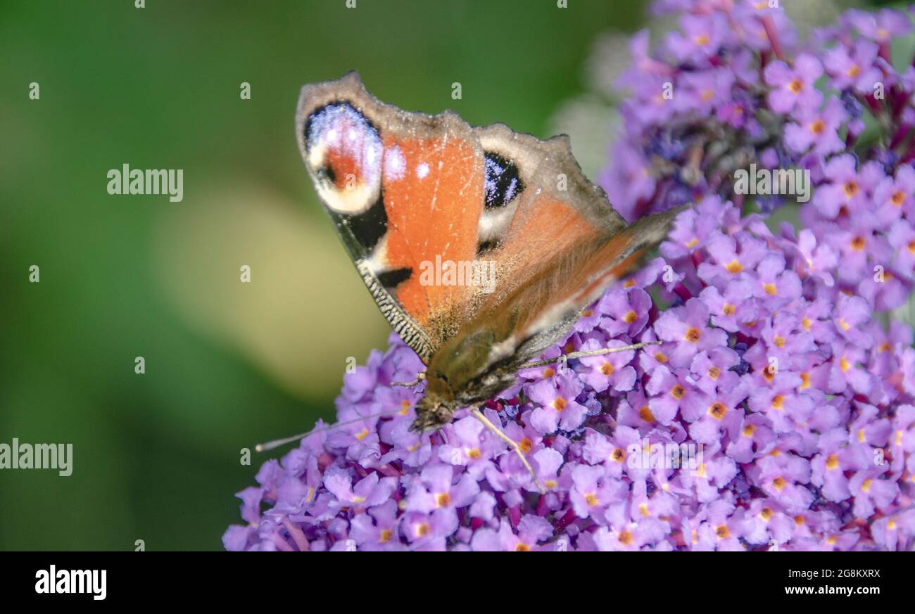 Schmetterling auf einer Blüte Stock Photo Alamy