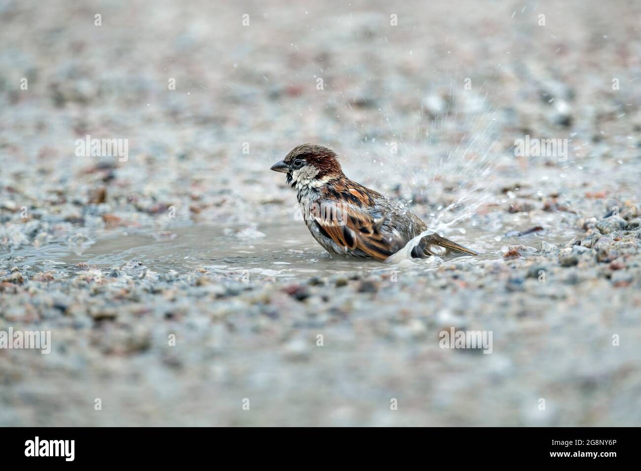 House Sparrow Passer Domesticus Male Bathing Uk Stock Photo Alamy