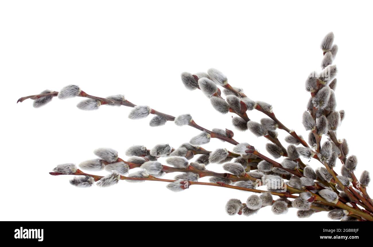 Pussy Willow Twigs Isolated On White Stock Photo Alamy