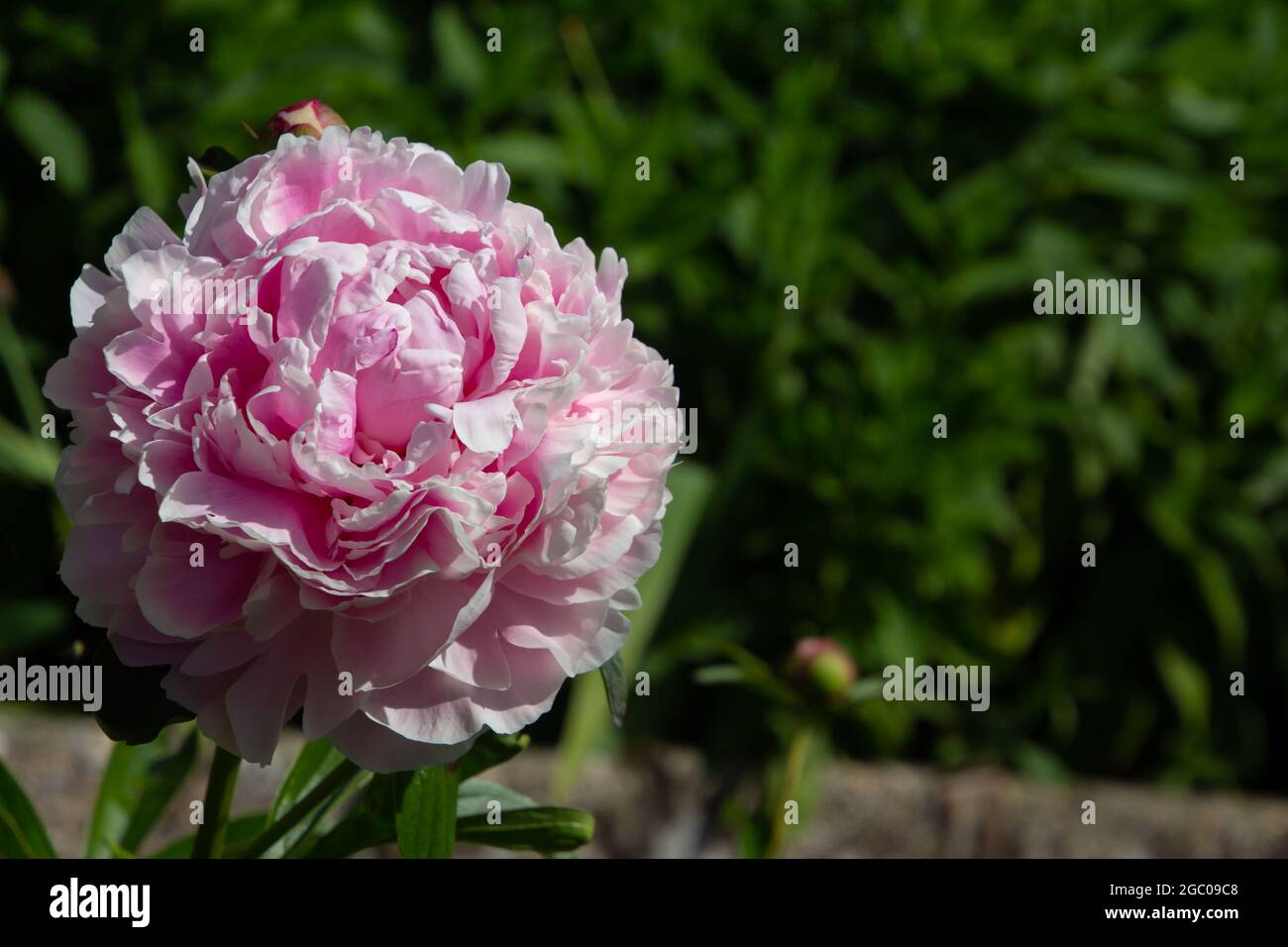 Paeonia Suffruticosa Close Up Flower Hi Res Stock Photography And