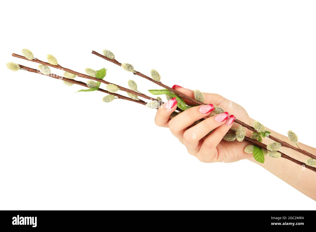 Pussy Willow Twigs Isolated On White Stock Photo Alamy