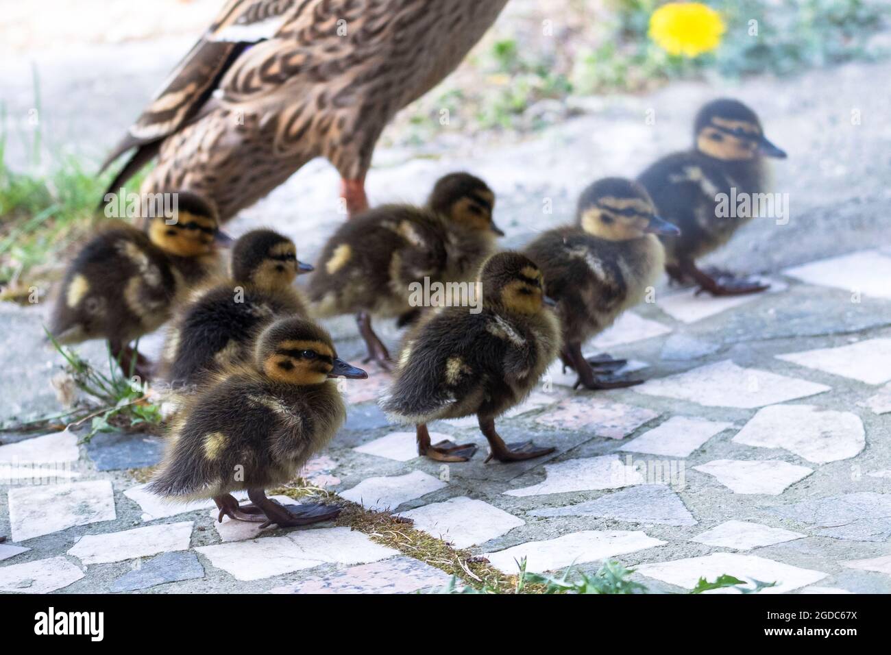 A Portrait Of A Mother Or Father Duck Walking Around With Her Small